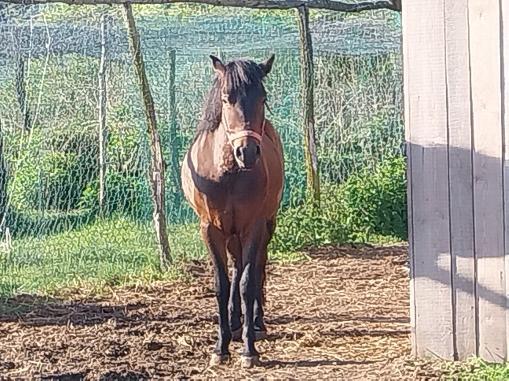 Sprzedam Konia rasy huculskiej