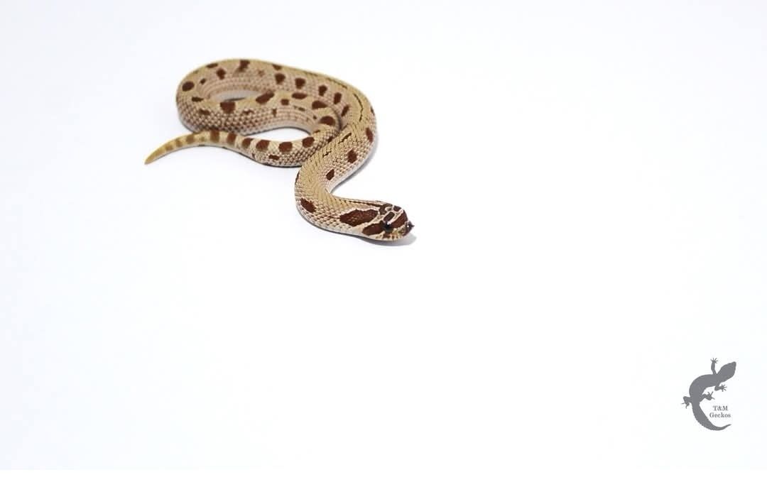 Heterodon zachodni