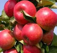 Jabłoń Malinowka i inne stare odmiany
