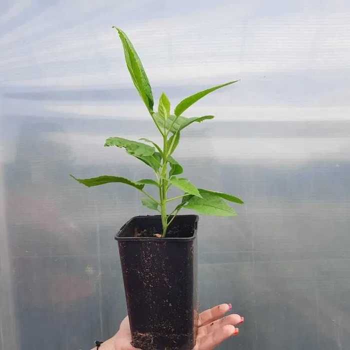 Hortensja Bukietowa Anabelle Białe Duże Kwiaty Sadzonka 0,5L  1 szt.