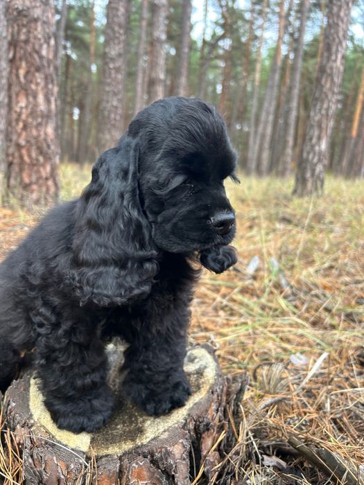 Американський кокер-спанієль чорного окрасу, 2 місяці, документи КСУ