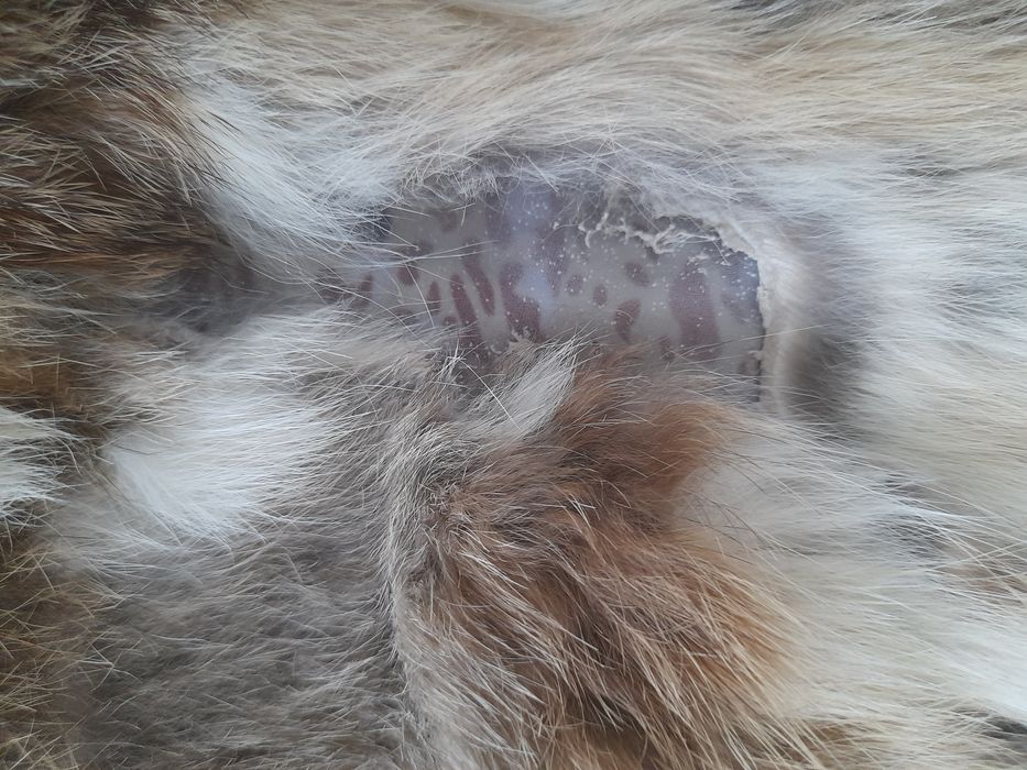 Kamizelka z futra królika