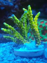 Ananacropora goldenroad akwa morskie koral