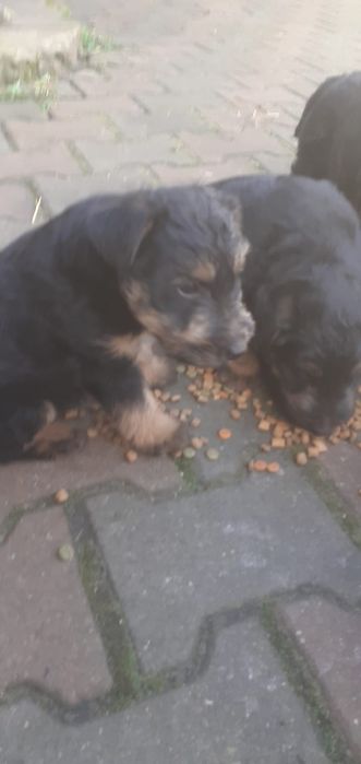 Obroza dla szczeniaki terier walijski