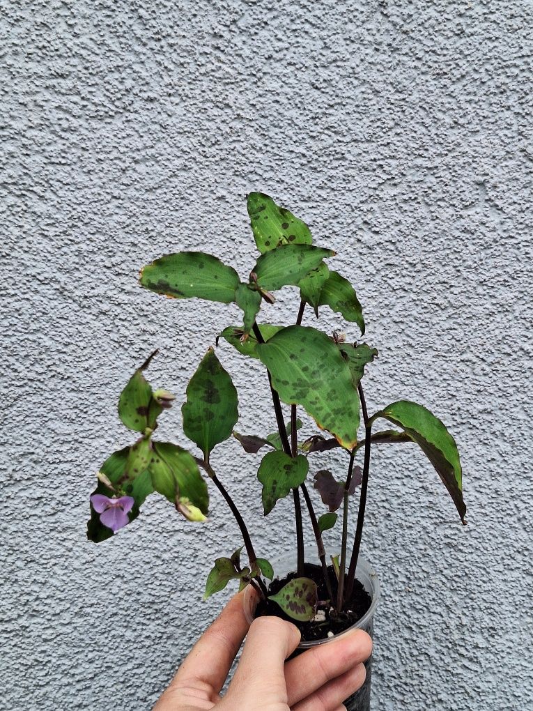 Tinantia pringlei- Trzykrotka piegusek