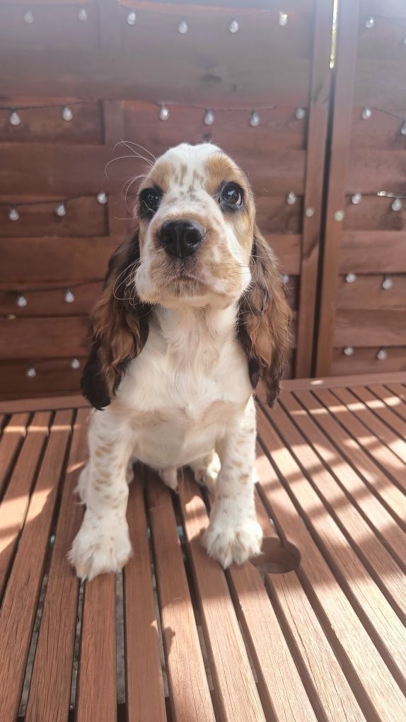 Cocker spaniel angielski