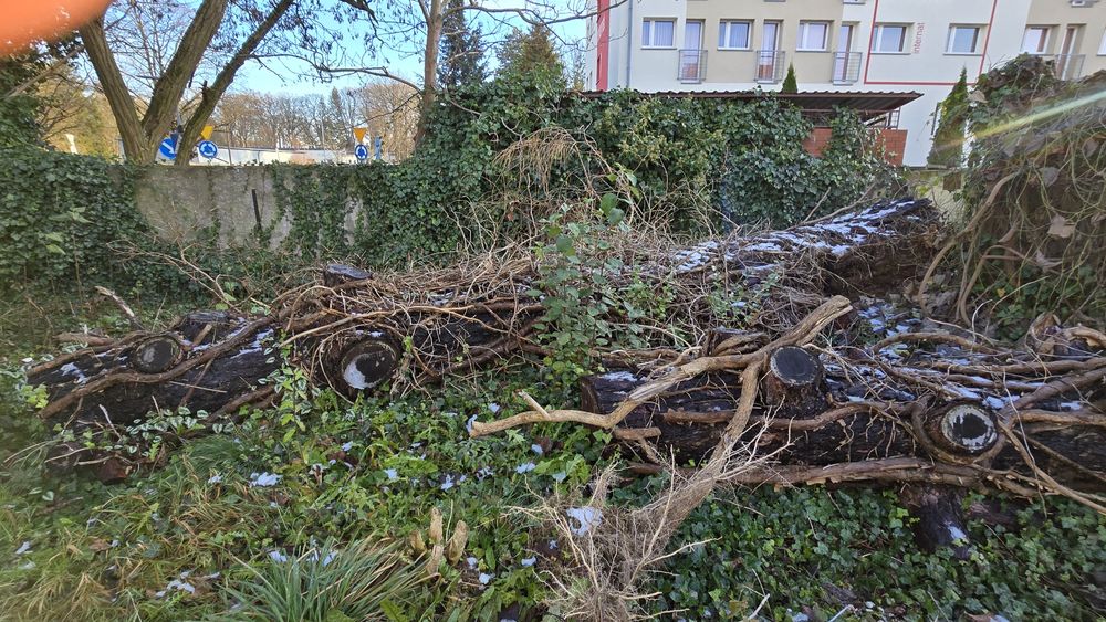 Oddam drzewo, deski.  Rezerwacja