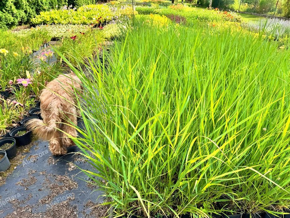 Proso rózgowate 'Warrior' Czerwone kłosy (Panicum virgatum) 2.0L