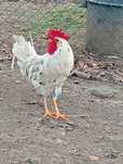 Legorne exchequer 1 ano