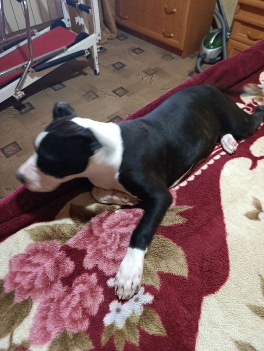 Американський підбультерєри ,,