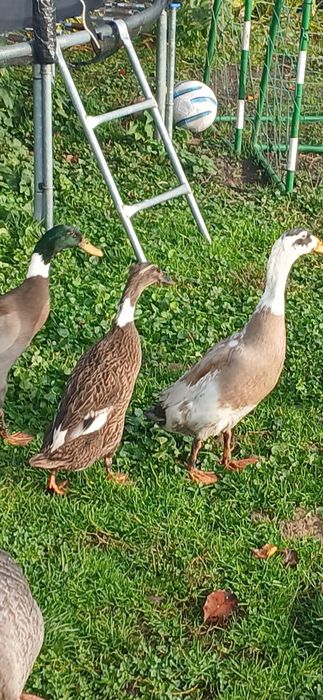 Tegoroczne biegusy indyjskie