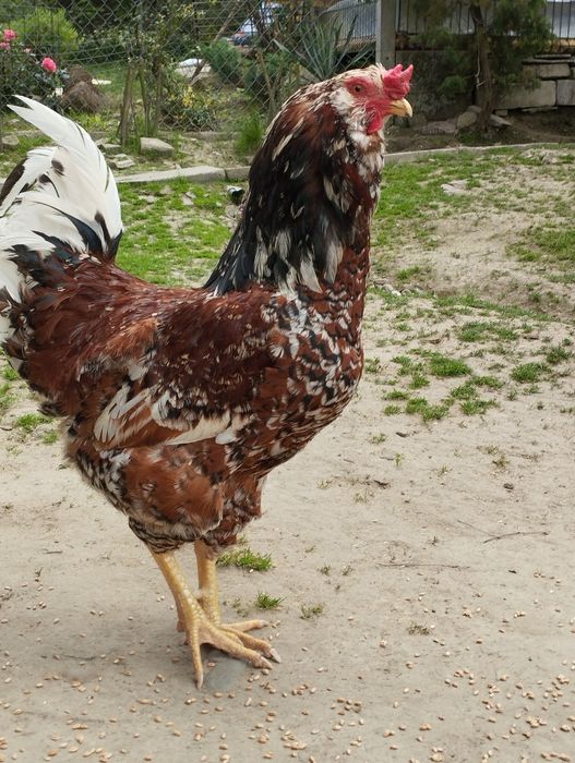 Jaja lęgowe zielone aracuana wysyłka