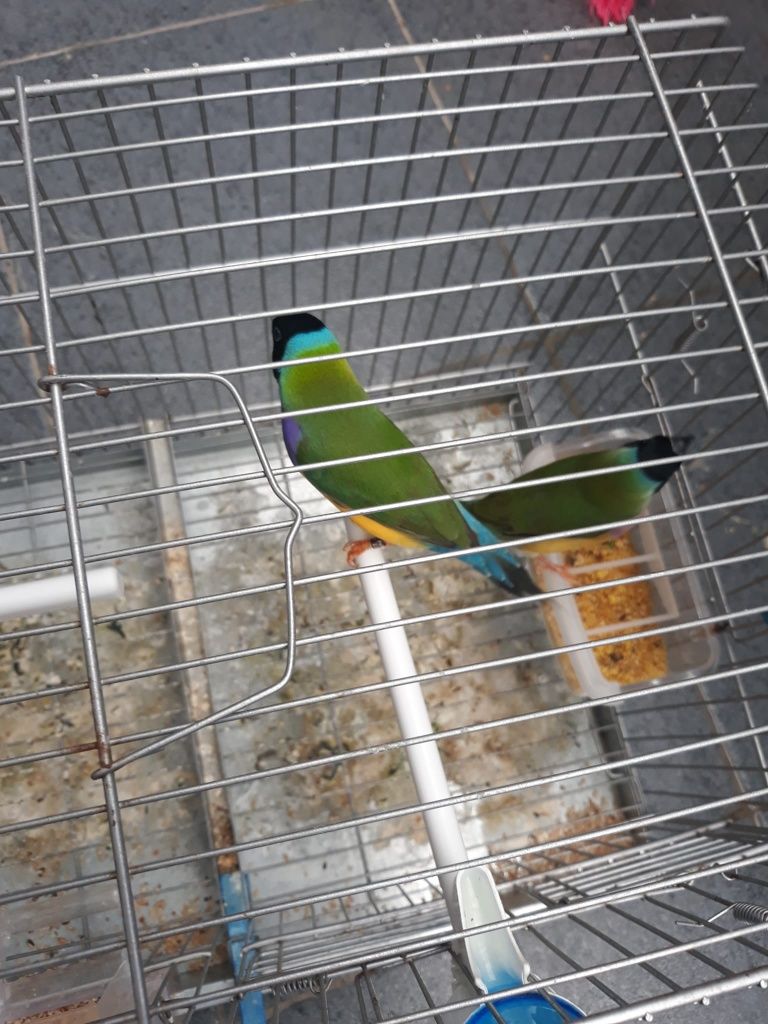 Cedo diamantes gould
