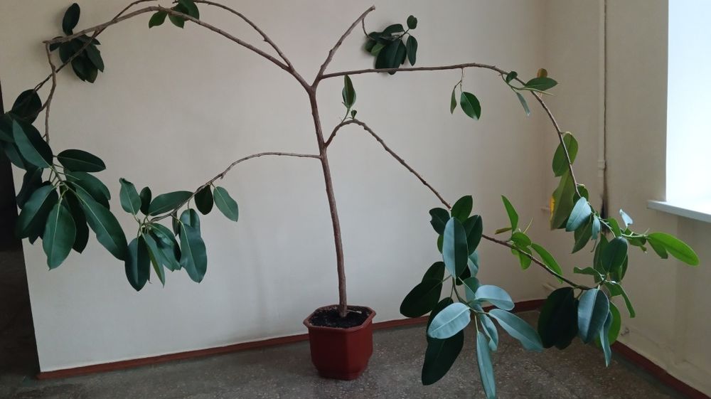 Продам великий фікус