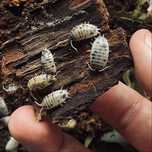 10 szt. Isopody Porcellio laevis Dairy Cow