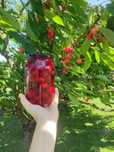 Kompot z czereśni 900 ml