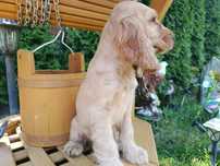 Cocker Spaniel angielski Piesek Rodowód