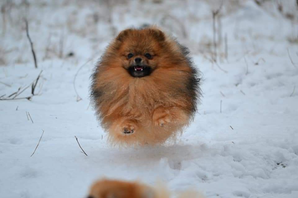 Шпиць красень. В'язка.