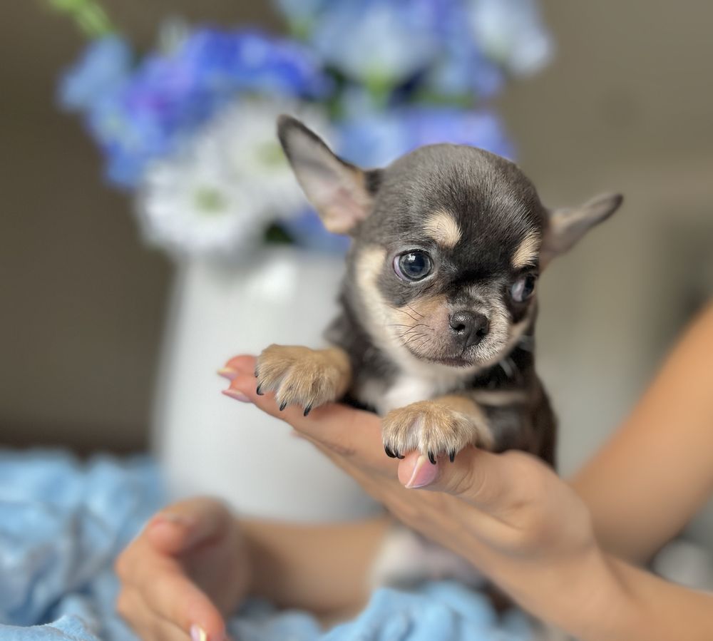 Chihuahua chłopiec