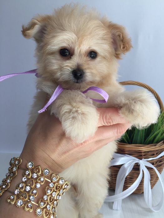 Помапу неймовірні дівчатка