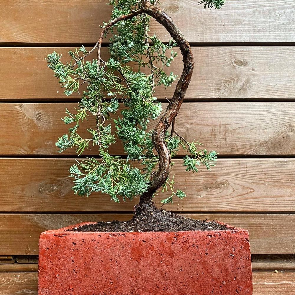 Bonsai male drzewko donica betonowa