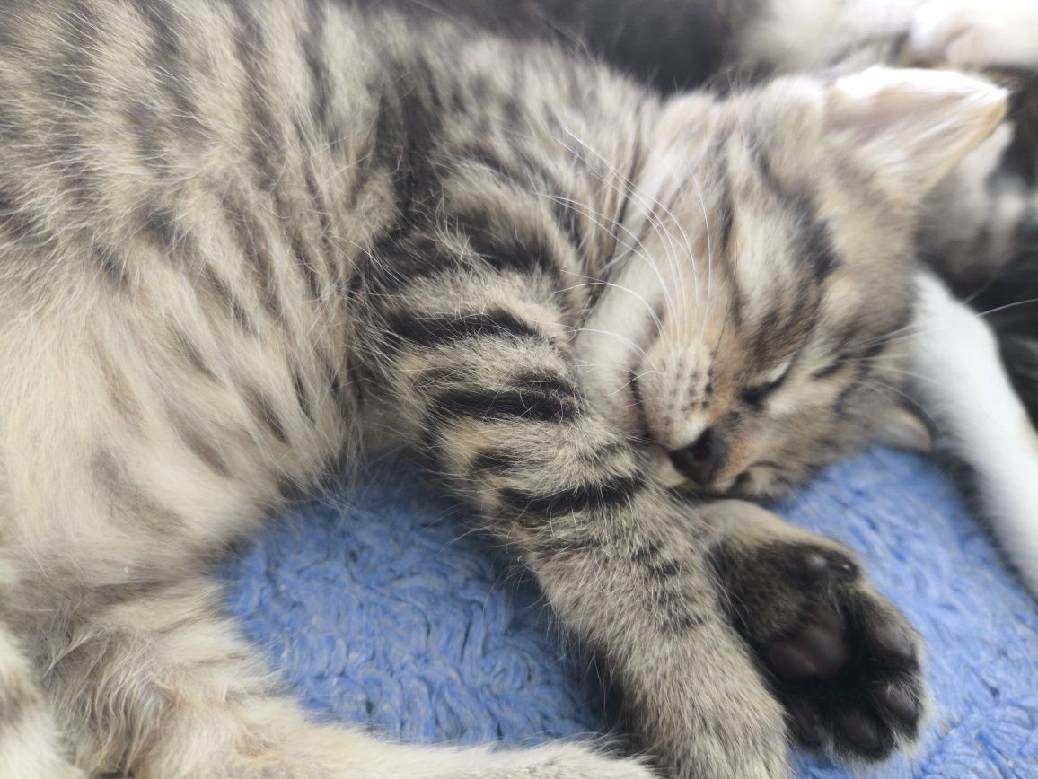 Віддам котенят в добрі руки