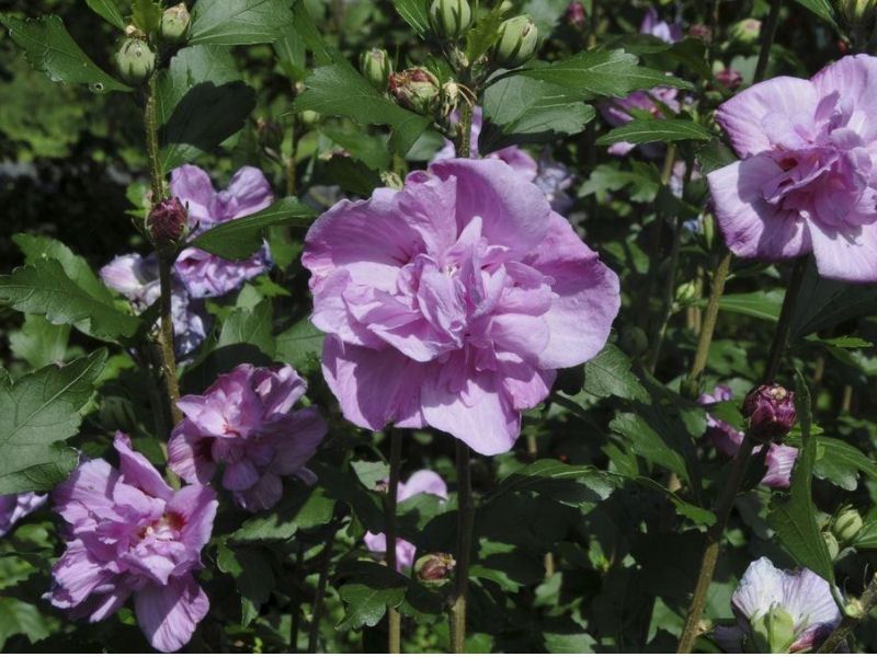 Hibiscus bagienny, bylinowy - różne odmiany Hibiscus 'Ardenas'