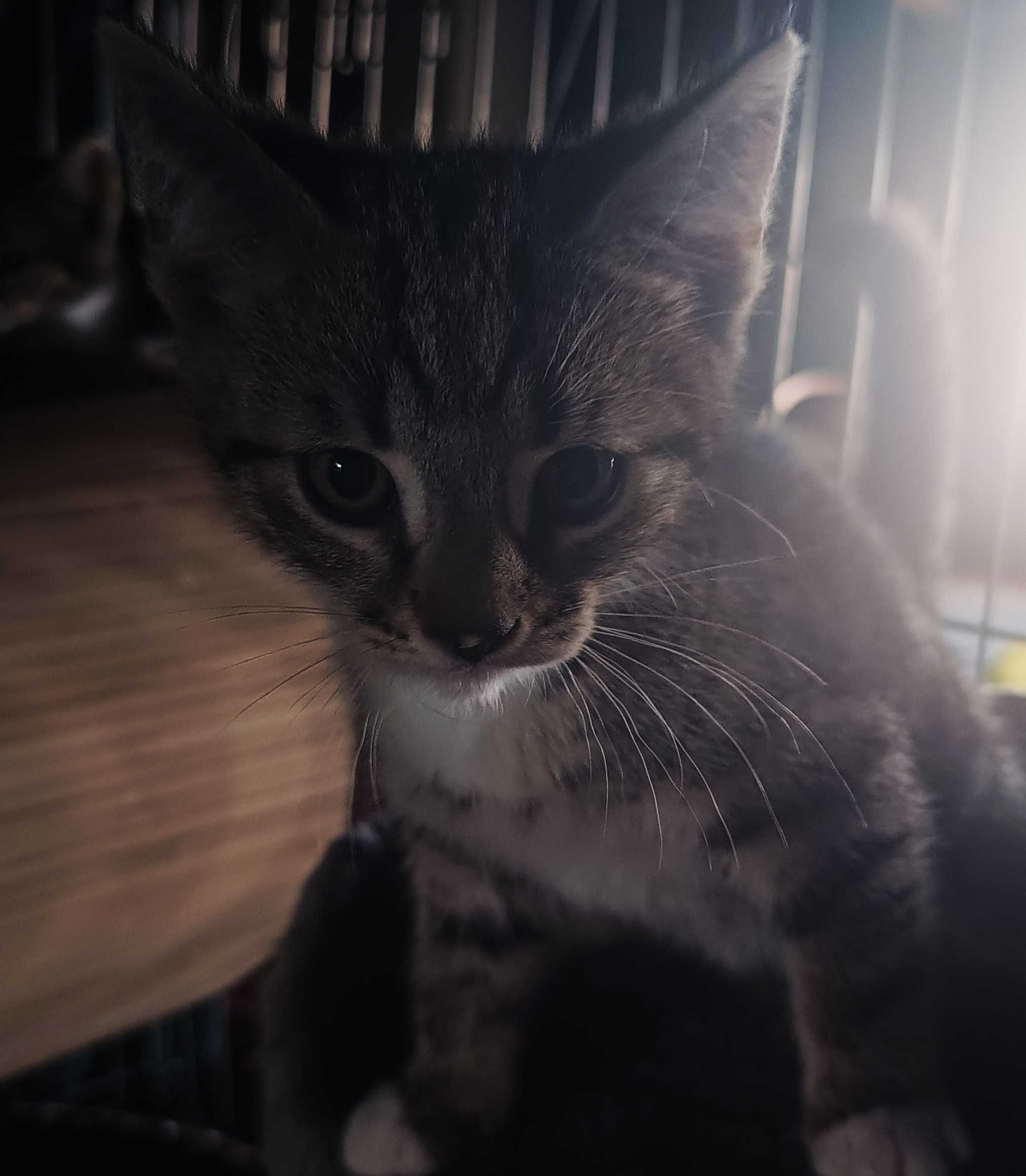 Kotki do adopcji