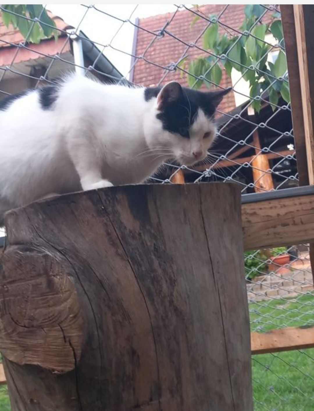 Kotek Alanek szuka domu