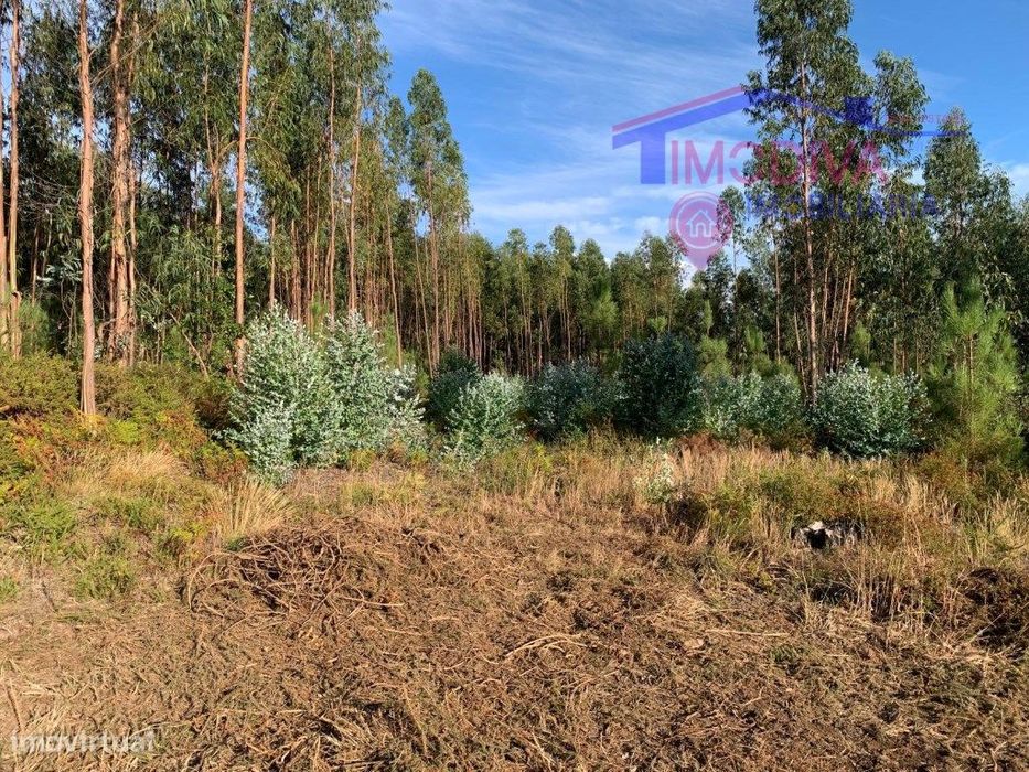 Terreno de eucaliptal na freguesia de Vila Facaia