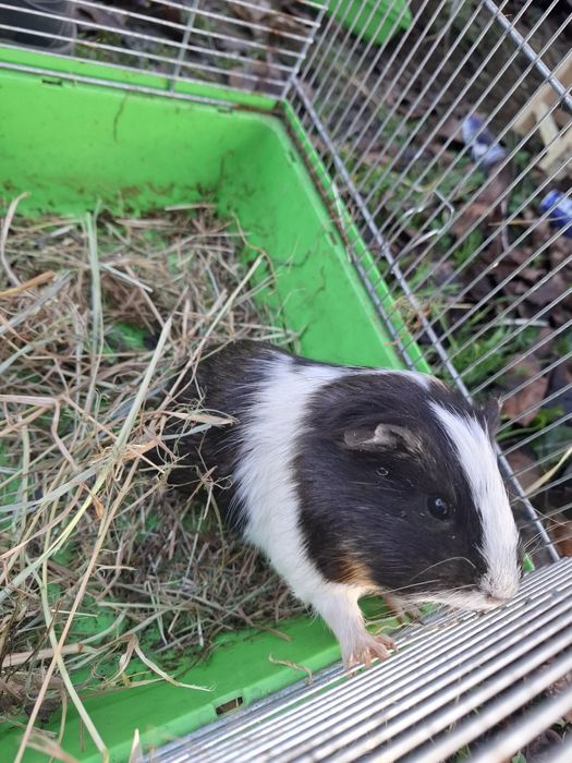 Oddam za darmo świnke morską