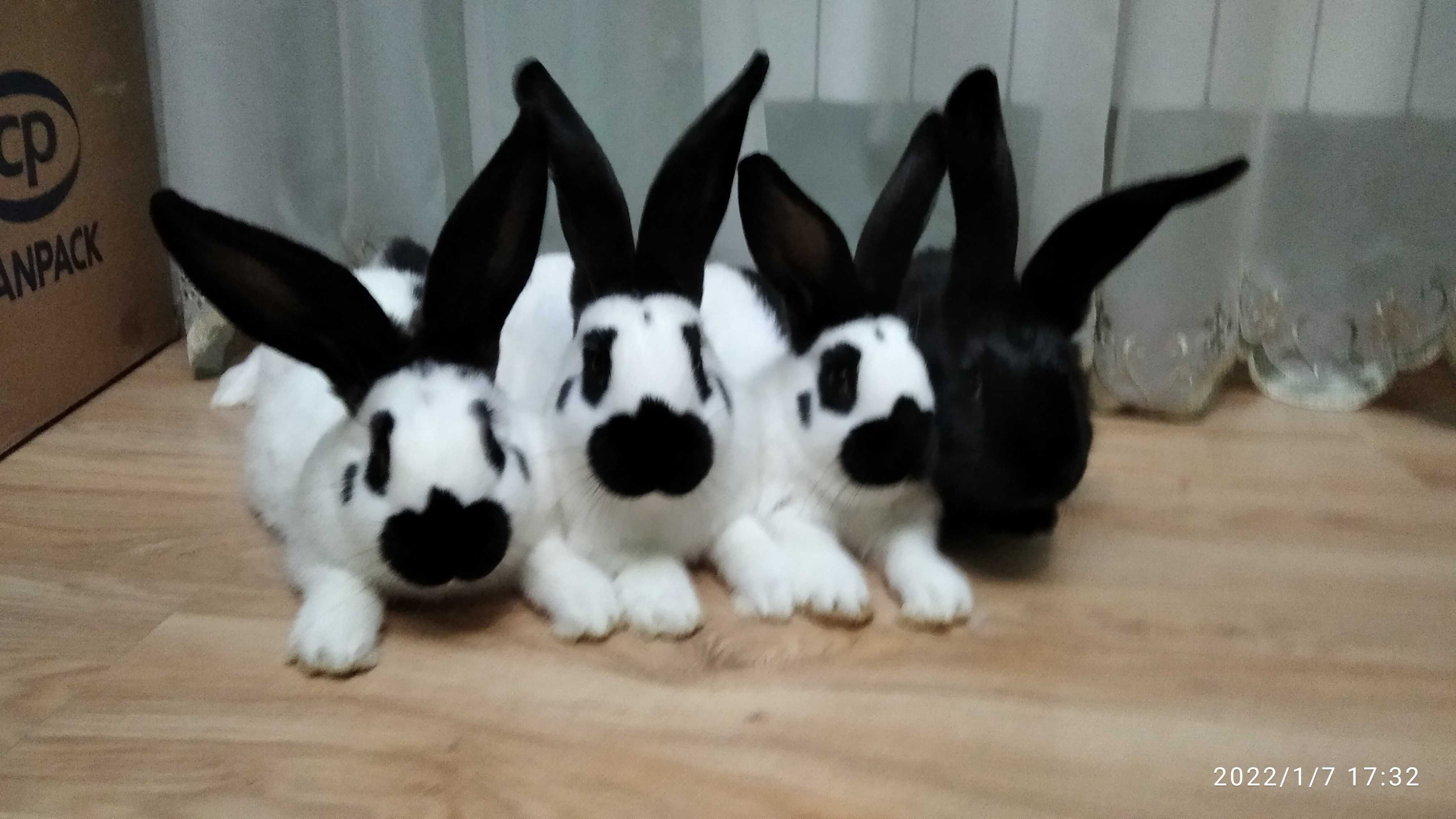 Продам кролів, кролики: Строкач