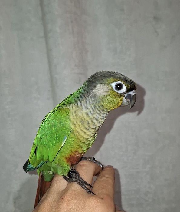 Pyrrhura criada a mão