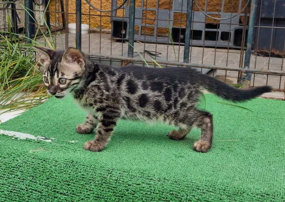 Charcoral Gatinho de bengala (fêmea)