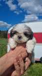 Shih tzu piękny samiec