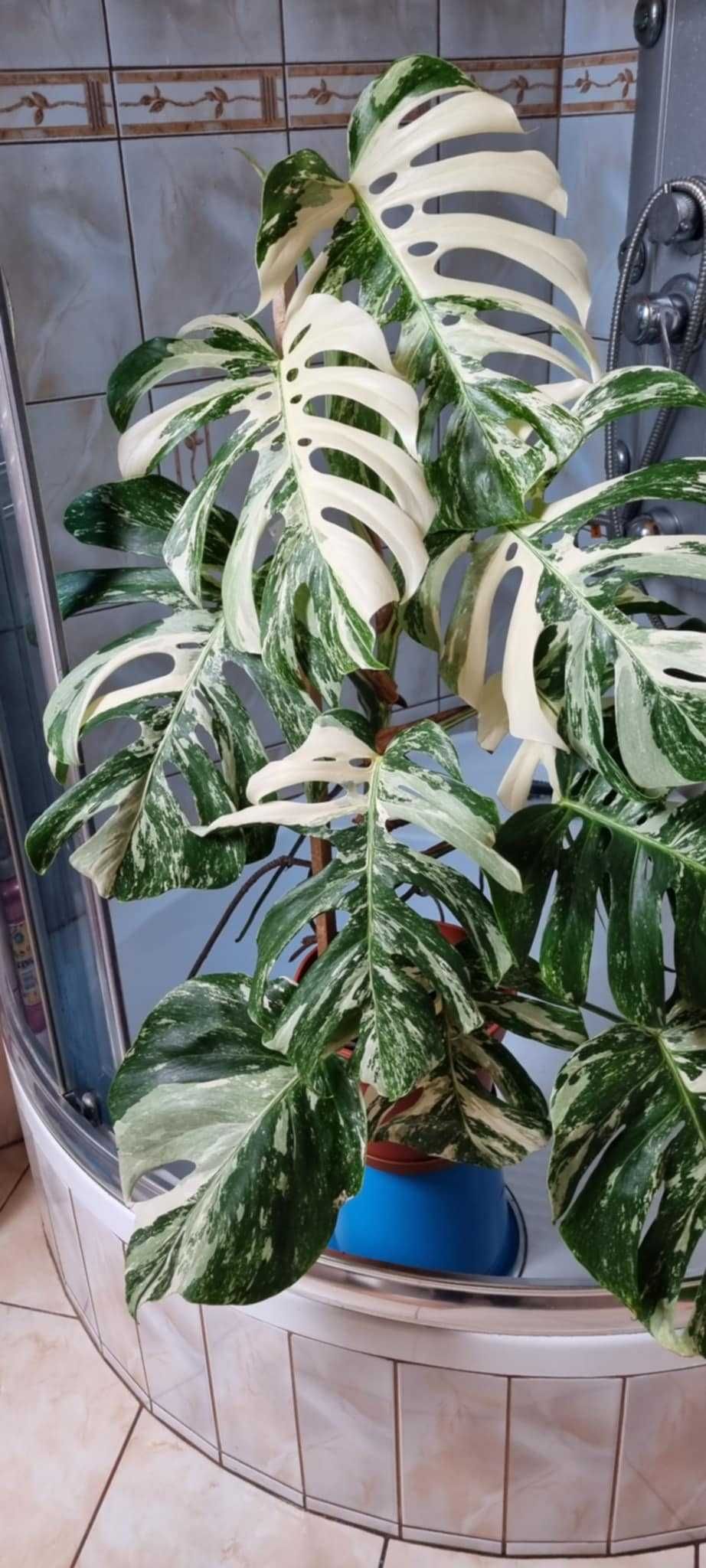 Monstera Variegata.