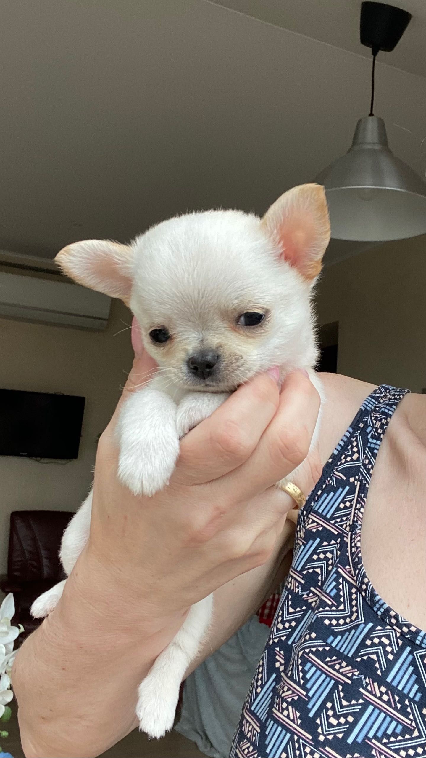 Mini piesek chihuahua FCI