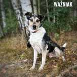 Ważniak-ŁAGODNY do dzieci, GRZECZNY, średni (20kg)- do domu z ogrodem