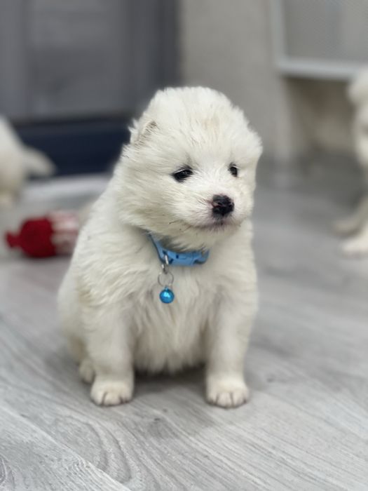 Самоєдики Ведмедики