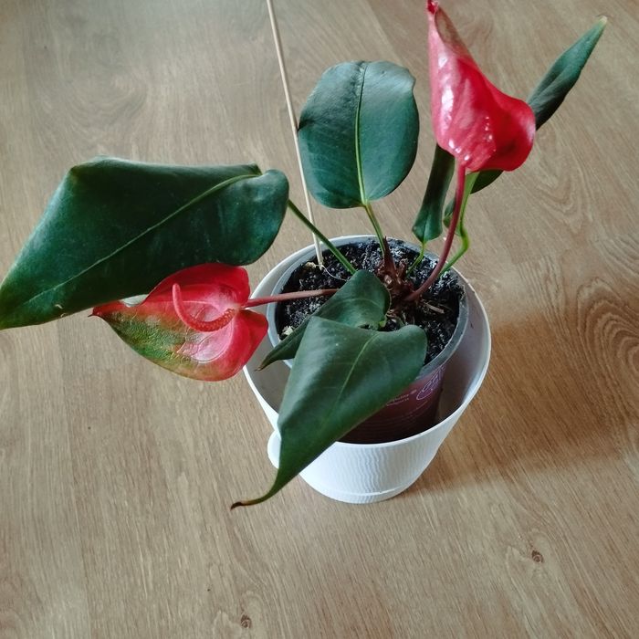 Кімнатні рослини