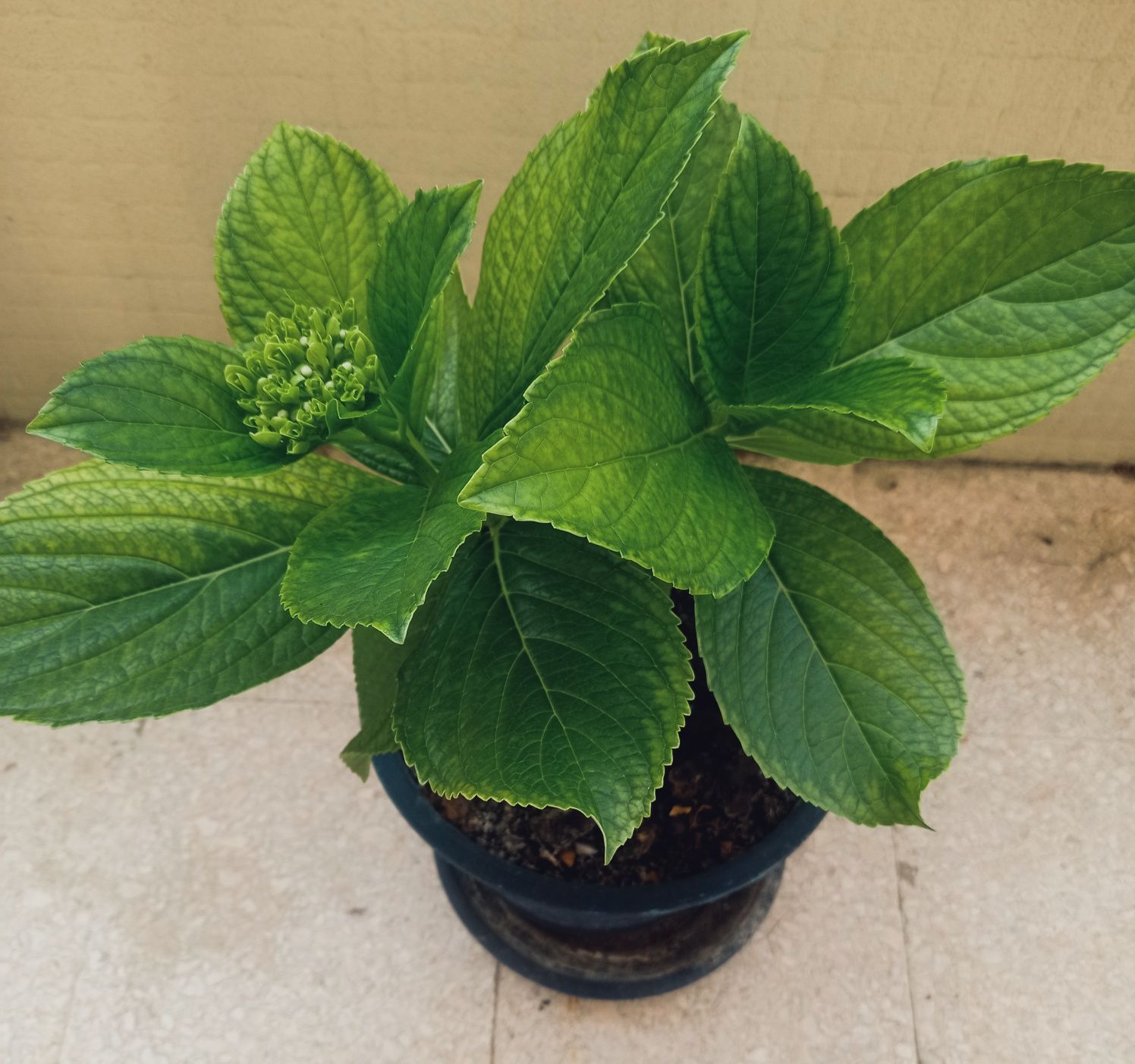 Hortências em vaso