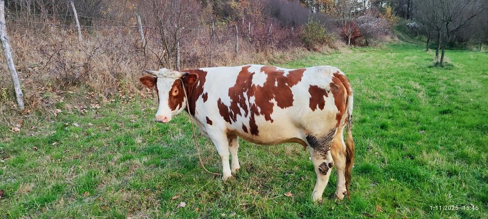 Młoda krówka Simental wysoko cielna już  termin w kupujesz na