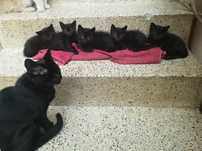 Gatinhos pretos para adoção