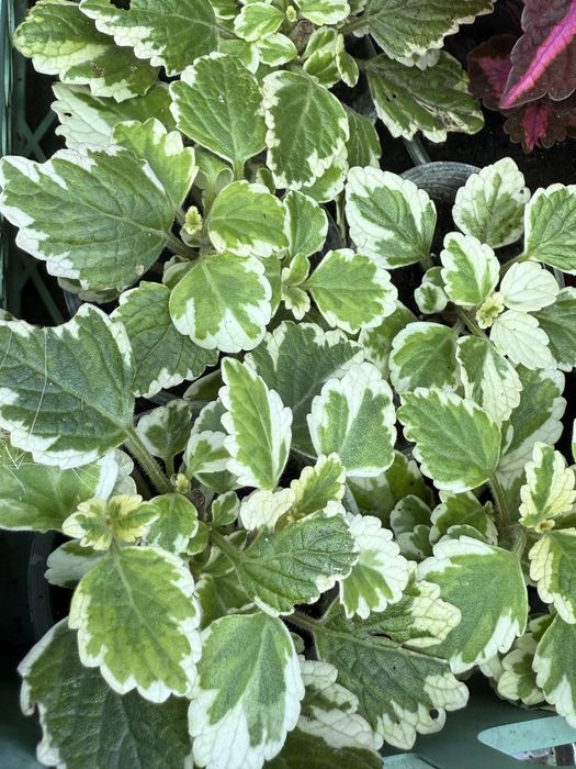 Плектрантус