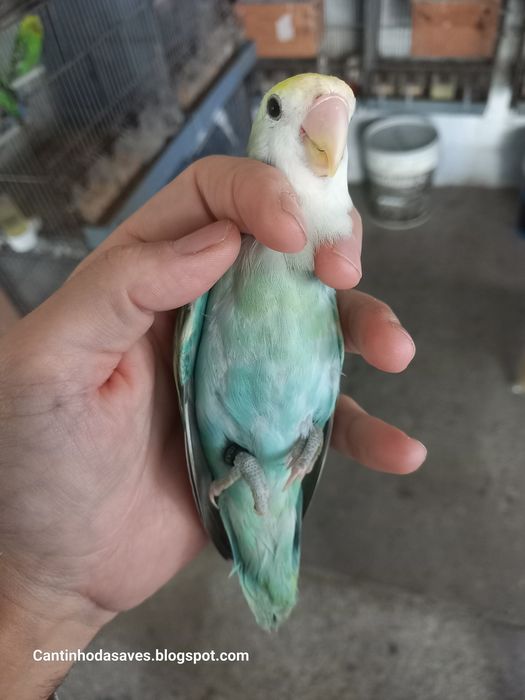 Roseicollis fêmeas e machos