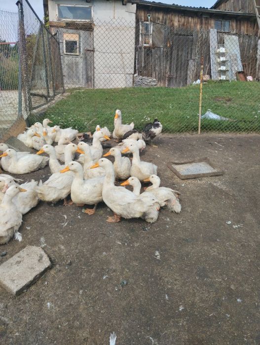 Sprzedam Kaczki tegoroczne