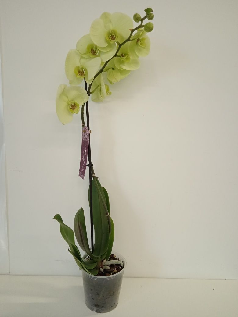 Орхідея фаленопсис крупноквіткова салатова