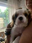 Cavalier King Charles Spaniel