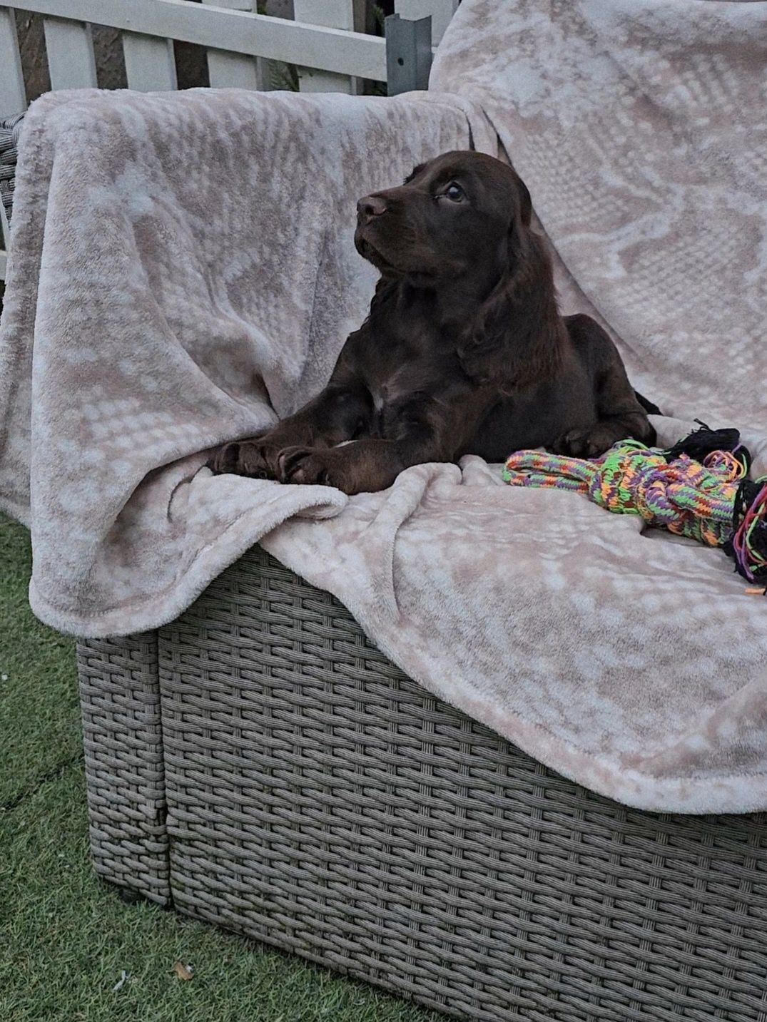 Lindo e Meigo Cocker Spaniel Inglês
