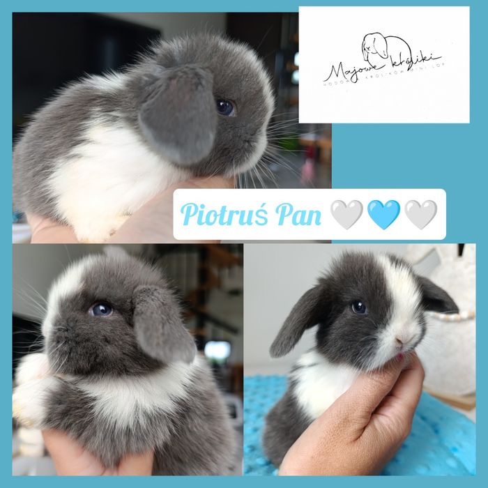 Królik króliczek mini lop hodowla zarejestrowana